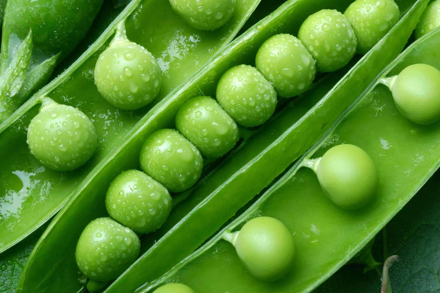 pea-image