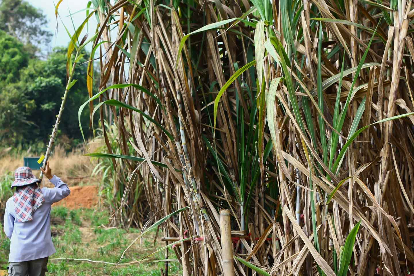 sugar cane image