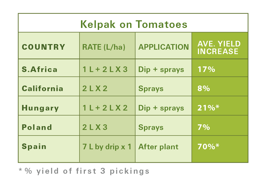 table on tomatoes