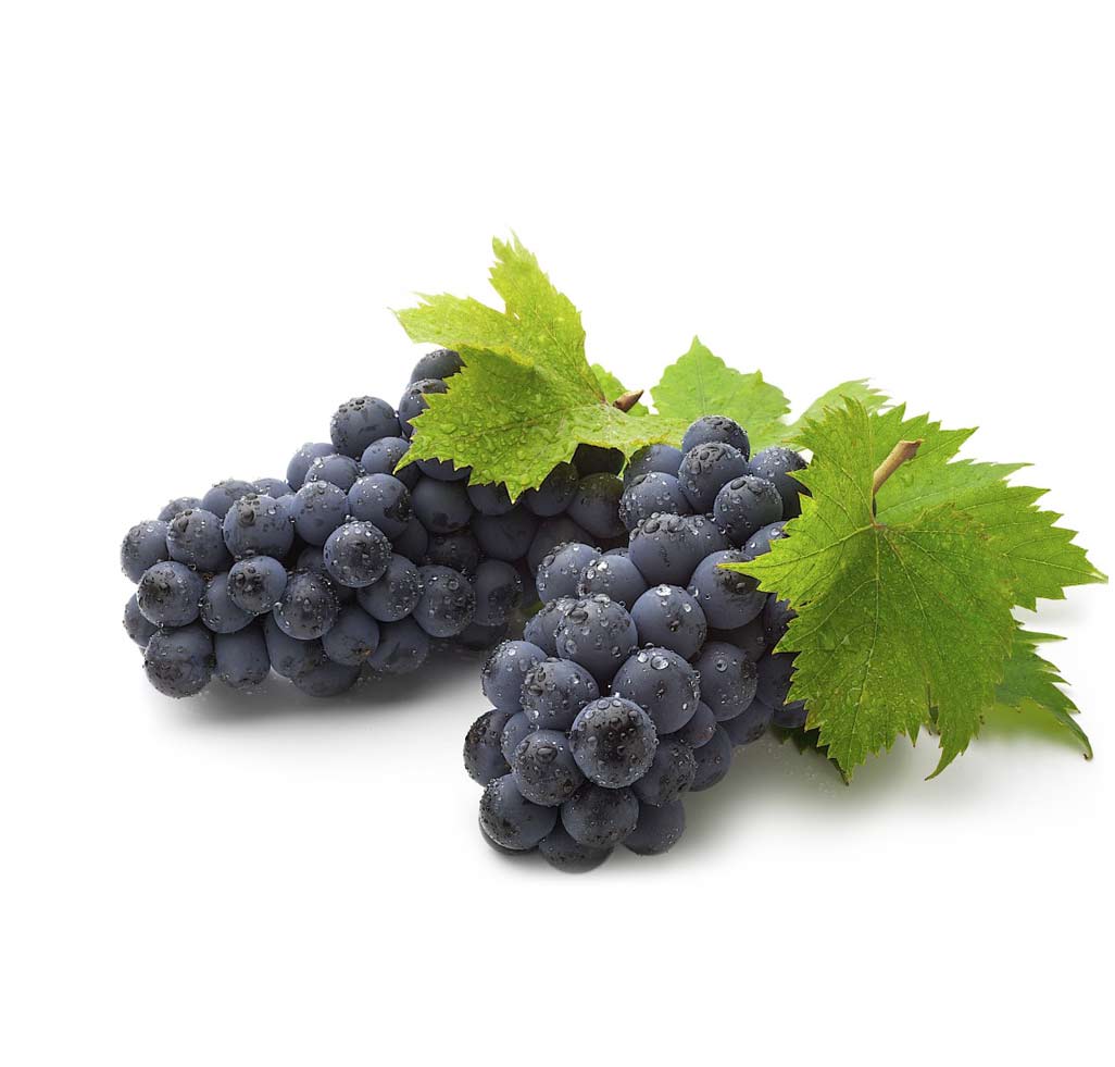 wine grapes